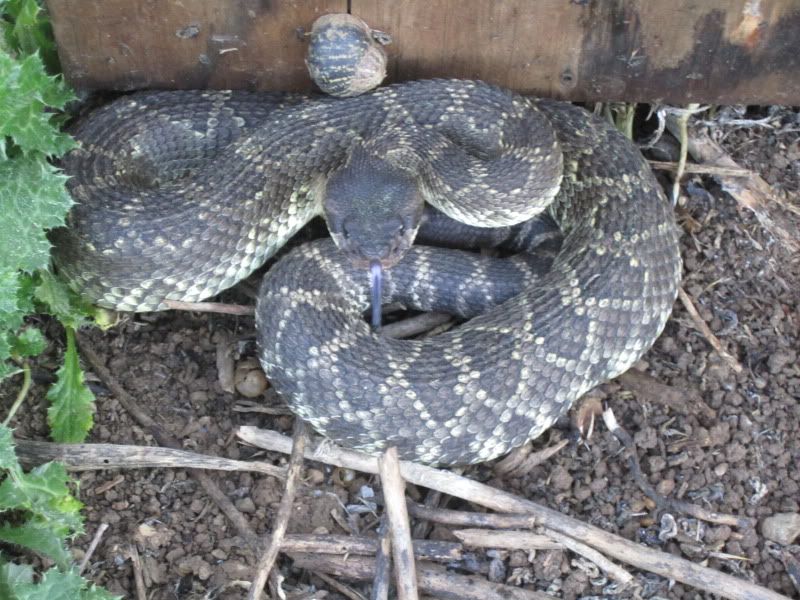 Bfour You Go Herping...................... - Field Herp Forum